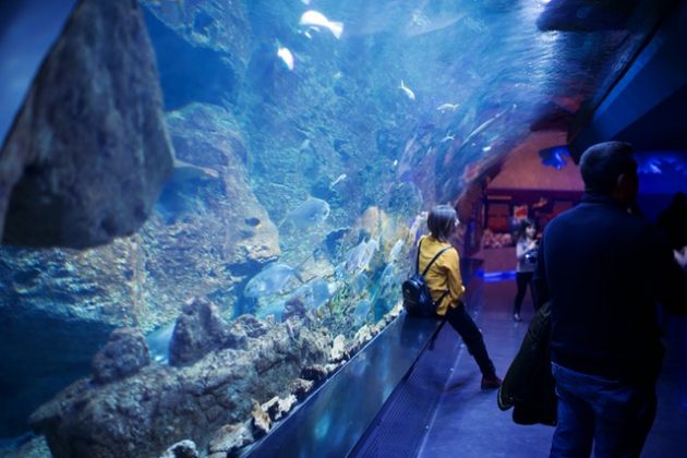 5 Mejores Acuarios y Zoológicos de Nueva York - Best Aquariums AnD Zoos In New York 630x420