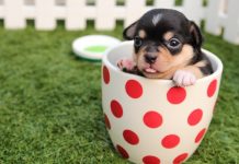 5 Best Doggy Day Care Centre in San Jose