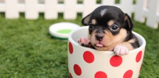 5 Best Doggy Day Care Centre in San Jose