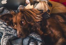 5 Best Pet Care Centre in New York