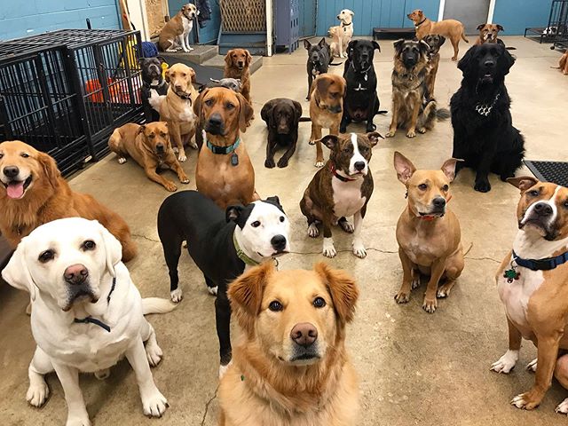 Active! Dog Daycare and Boarding