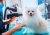 5 Best Dog Grooming in Indianapolis