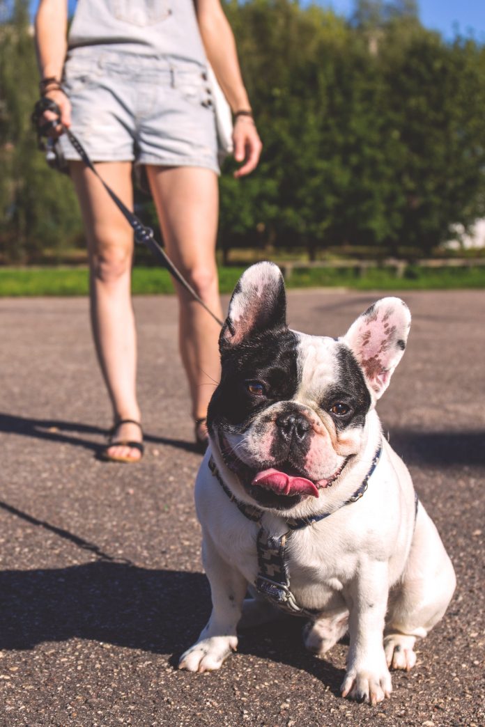5 Best Dog Walkers in Columbus