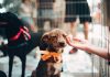 5 Best Doggy Day Care Center in Columbus
