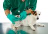 5 Best Pet Care Center in Fort Worth