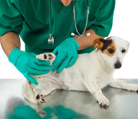 5 Best Pet Care Center in Fort Worth