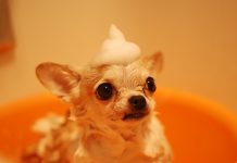 5 Best Dog Grooming in Columbus