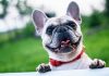 5 Best Doggy Day Care Centre in Charlotte