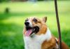 5 Best Doggy Day Care Centre in Indianapolis
