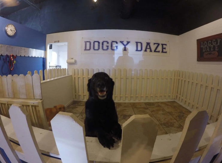 Doggy Daze