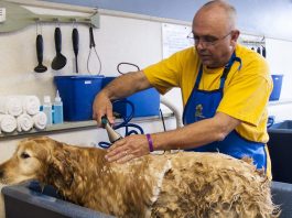 5 Best Dog Grooming in Fort Worth
