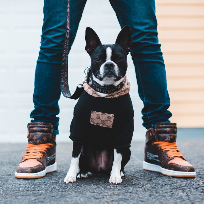 5 Best Dog Walkers in Indianapolis