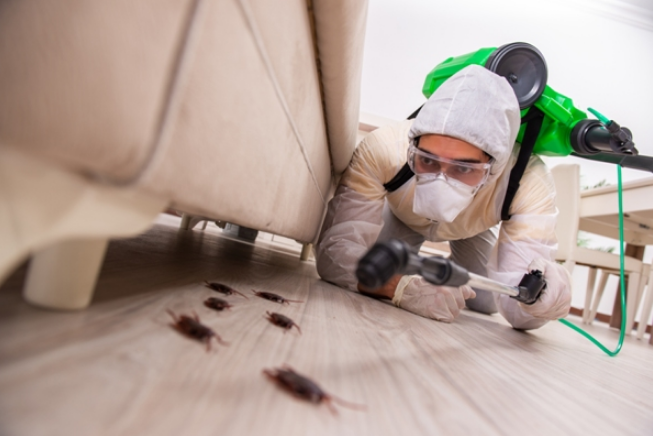 5 Best Pest Control Companies in Indianapolis