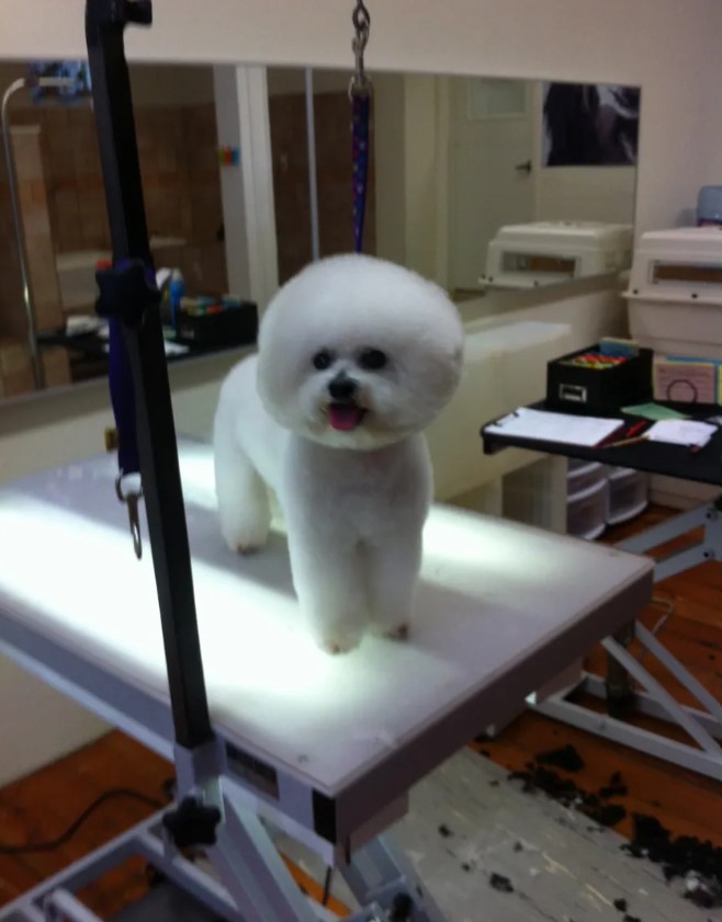 Russian Hill Dog Grooming Express