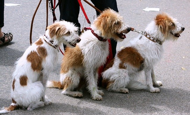 Best Dog Walkers in New York