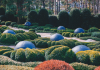 5 Best Landscaping Companies in Austin
