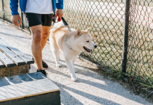 5 Best Dog Walkers in Fort Worth