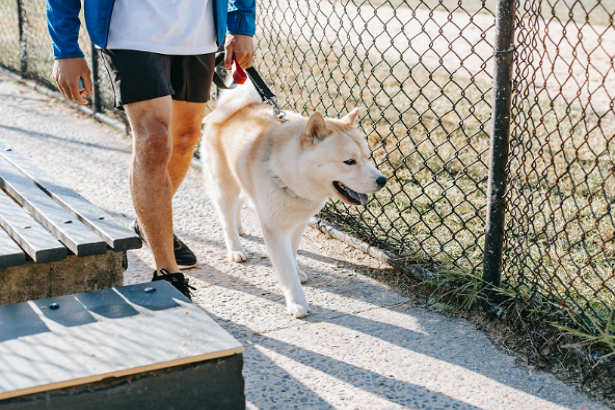 5 Best Dog Walkers in Fort Worth