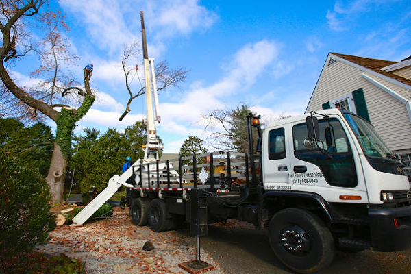 Trust Planet Tree Service & Landscaping