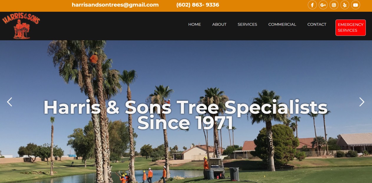 Best Tree Specialists in Phoenix