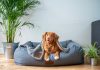 5 Pet Care Centers in San Diego