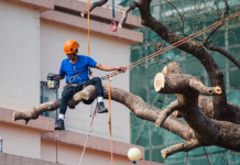 Best Tree Services in Fresno
