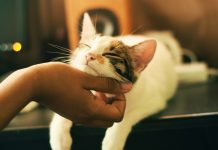 Best Pet Care Centers in Los Angeles, CA