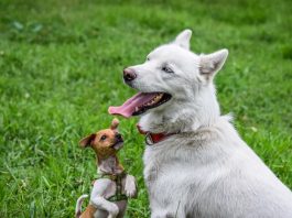 Best Doggy Day Care Centers in Fort Worth, TX