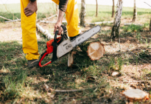 Best Tree Services in Memphis