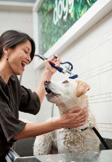 Dog Grooming Washington