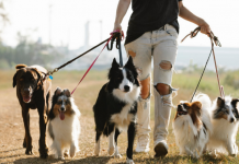 Best Dog Walkers in Oklahoma City