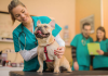 Best Pet Care Centre in Oklahoma City