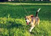 5 Best Dog Walkers in Washington, DC