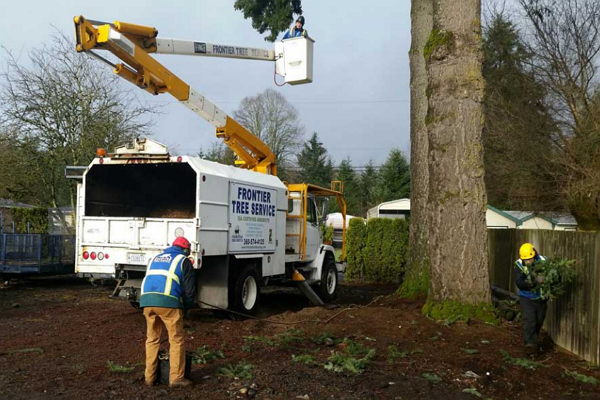 One of the best Arborists in Portland