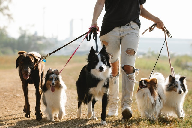 5 Best Dog Walkers in St. Louis