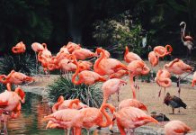 5 Best Aquariums and Zoos in Atlanta