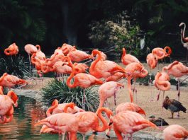 5 Best Aquariums and Zoos in Atlanta