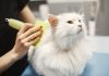 Best Pet Care Centers in Baltimore, MD