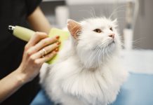 Best Pet Care Centers in Baltimore, MD