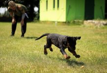 5 Best Doggy Daycare Centres in Boston, MA