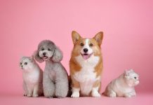 Best Pet Care Centers in Milwaukee, WI