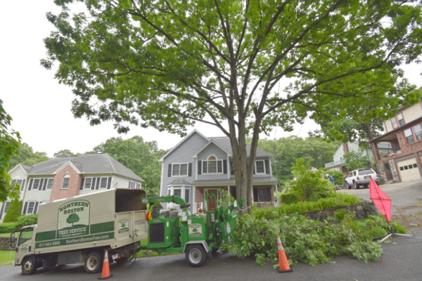 Tree Services Boston