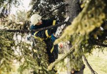 Best Tree Services in Baltimore, MD