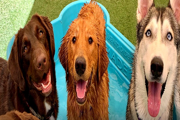 One of the best Doggy Day Care Centre in Mesa