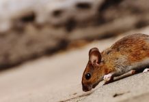 Best Pest Control Companies in Oklahoma City