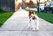 Best Dog Walkers in New Orleans