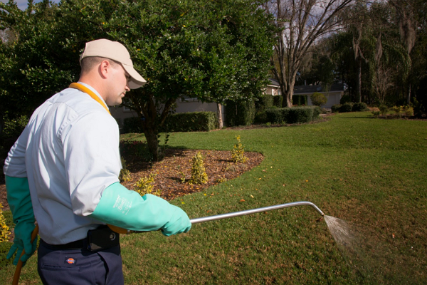 One of the best Pest Control Companies in Tampa