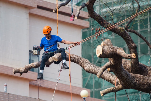 Tree Services in Oakland, CA