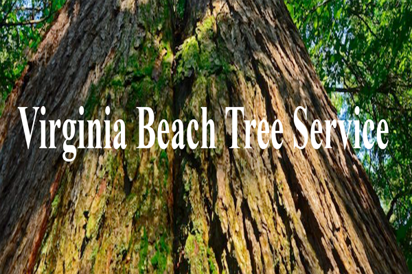 Top Arborists in Virginia Beach