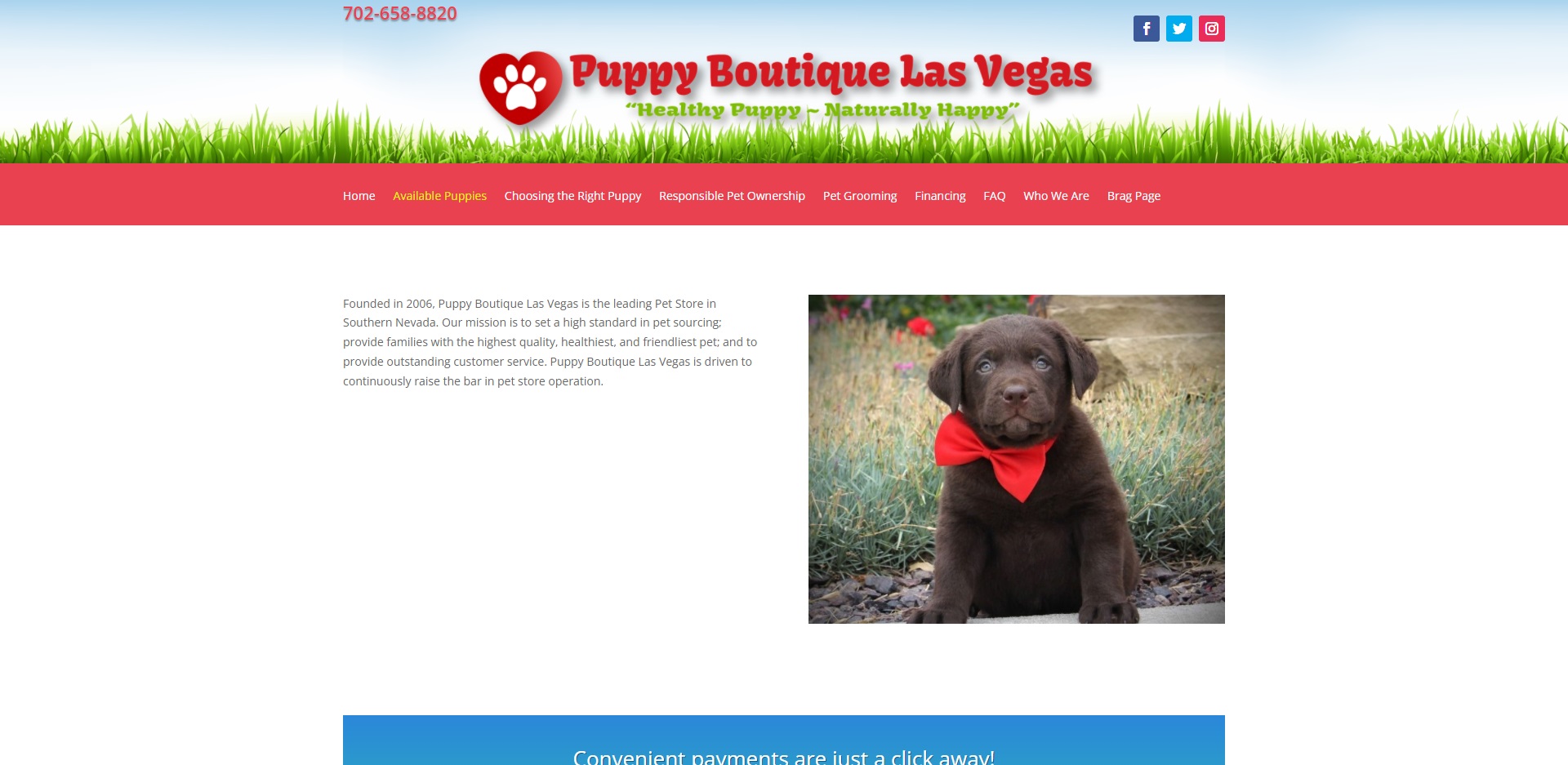 5 Best Pet Shops in Las Vegas, NV